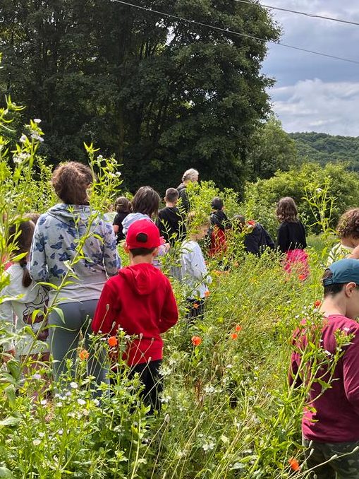 Children in a meadow observe animals and plants